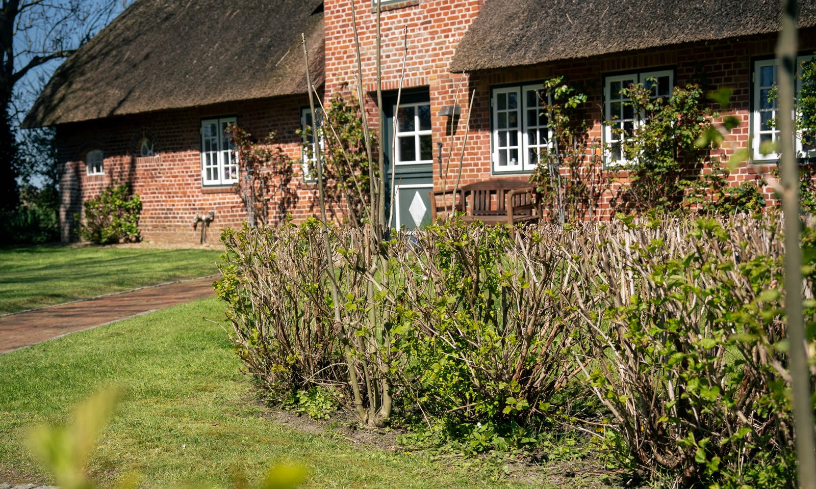 Gepflegte Hecke vor einem Friesenhaus in Nordfriesland